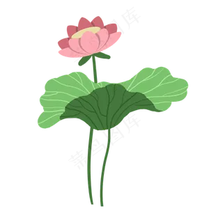 夏日荷花手绘