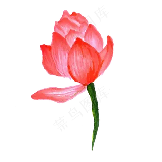 红色鲜丽的荷花免抠图