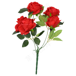 新鲜玫瑰花