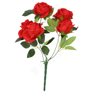 新鲜玫瑰花