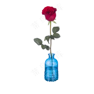 一枝玫瑰（png免抠）