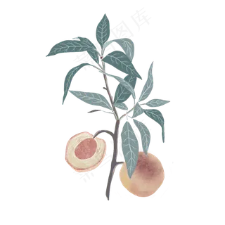 绿色的植物免抠图