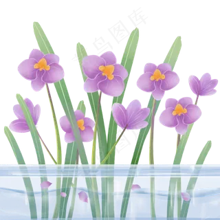 植物科属盆栽蝴蝶兰