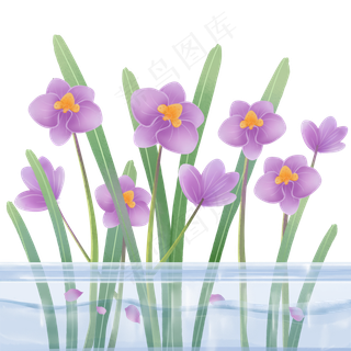 植物科属盆栽蝴蝶兰