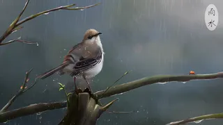 雨水谷雨淋雨的小鸟