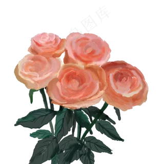 情人节圣诞节用粉色水彩手绘玫瑰