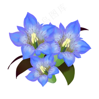 蓝色龙胆花朵