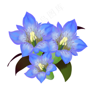 蓝色龙胆花朵