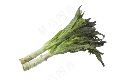 滑嫩爽口鲜嫩好吃的莴苣,免抠元素 滑嫩爽口鲜嫩好吃的莴苣,免抠元素