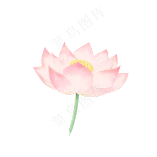 手绘花荷花典雅素净清新粉色植物