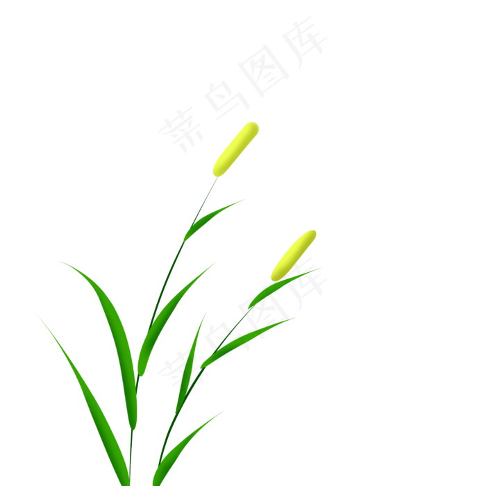 水草芦苇芦苇锥,免抠元素(3000*3000px 300 dpi )psd模版下载