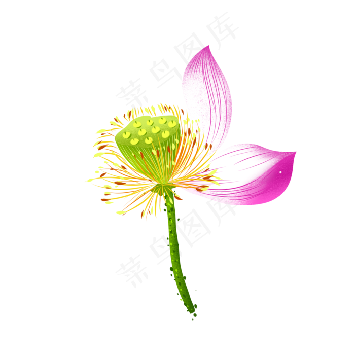 荷花莲心莲子(2000X2000(DPI:299))psd模版下载