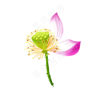 荷花莲心莲子 荷花莲心莲子