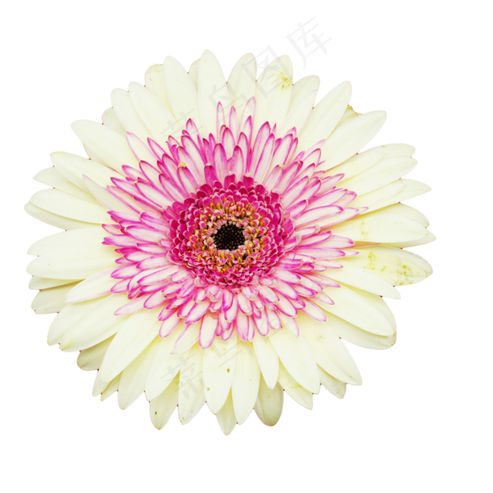 植物花朵菊花花开(3014X2362(DPI:300))