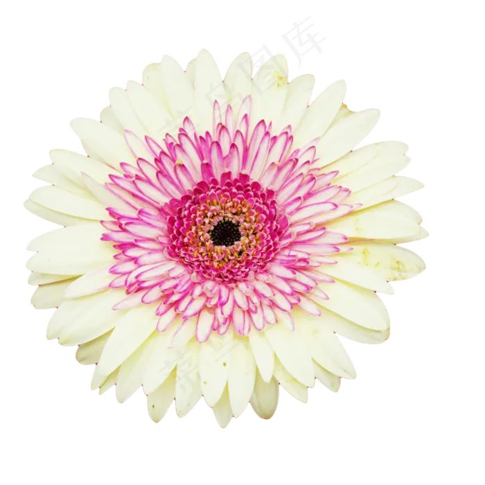 植物花朵菊花花开(3014X2362(DPI:300))