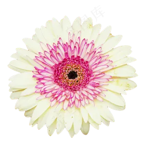 植物花朵菊花花开