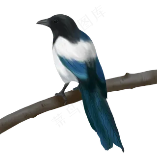 春天季节枝头喜鹊手绘,免抠元素