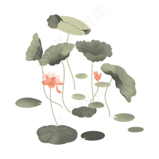 朴素荷花荷叶莲花