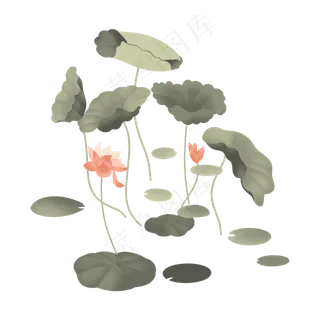 朴素荷花荷叶莲花