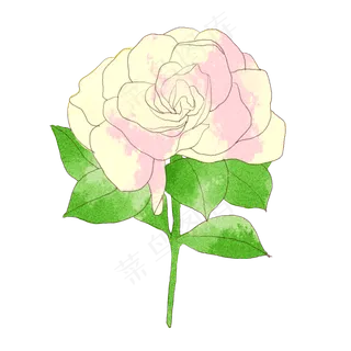 白玫瑰情人节商用元素 白玫瑰情人节商用元素