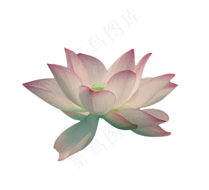 一支盛开的荷花