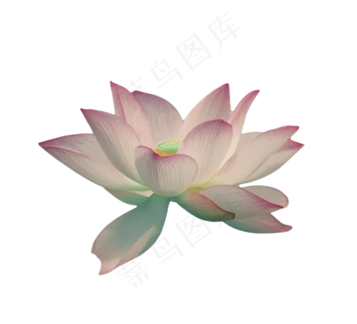 一支盛开的荷花(1328X1208(DPI:300))psd模版下载