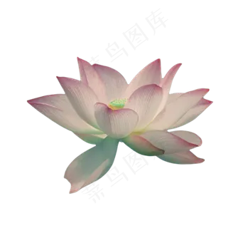 一支盛开的荷花