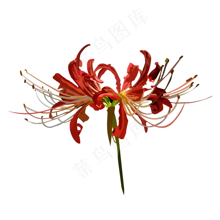 手绘水彩彼岸花(2000*2000px 300 dpi )ai矢量模版下载