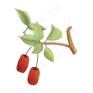 东北小酸枣图片素材