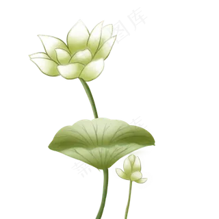 漂亮的白色荷花插图 漂亮的白色荷花插图
