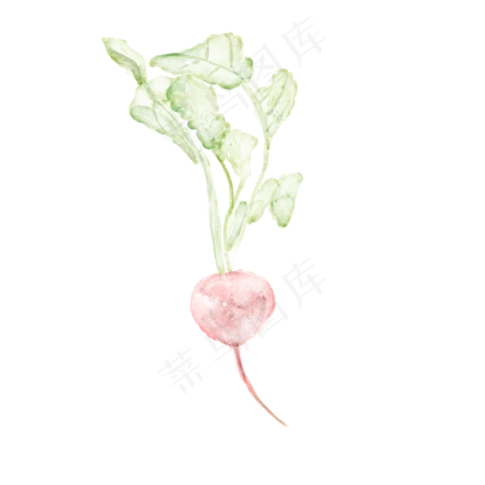手绘水彩带叶子的萝卜(2000X2000(DPI:300))psd模版下载