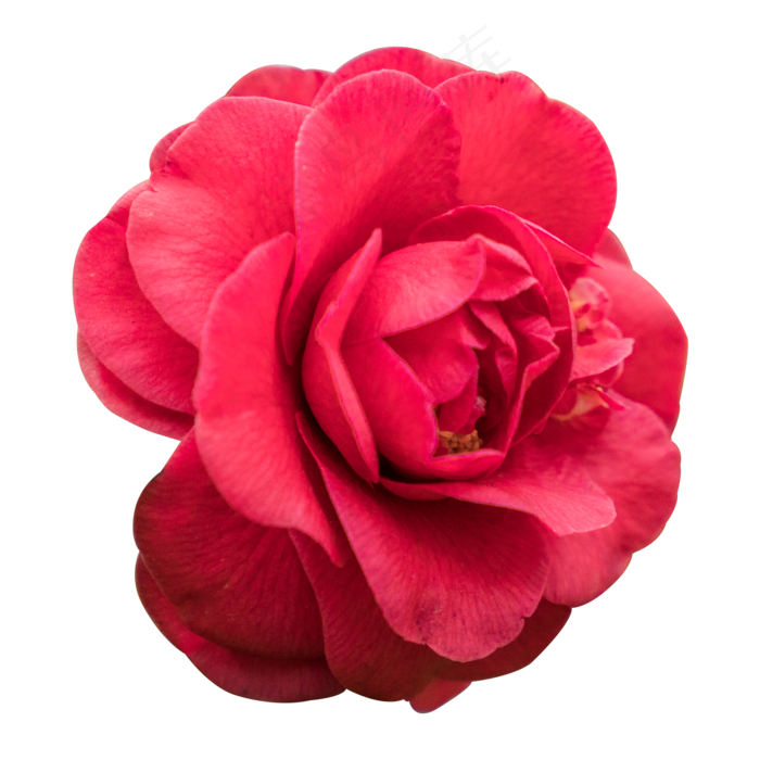 红色的玫瑰花免抠图