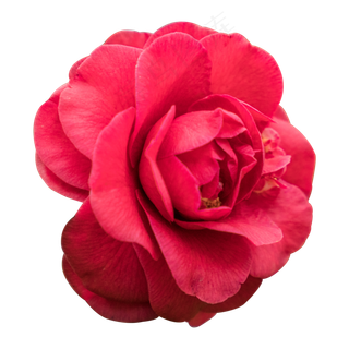 红色的玫瑰花免抠图