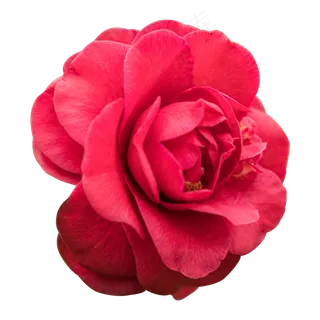 红色的玫瑰花免抠图