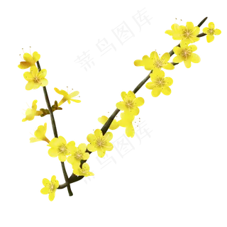 黄色花枝迎春花,免抠元素