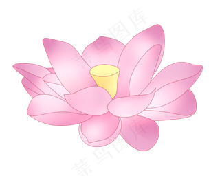 一朵紫色荷花插图