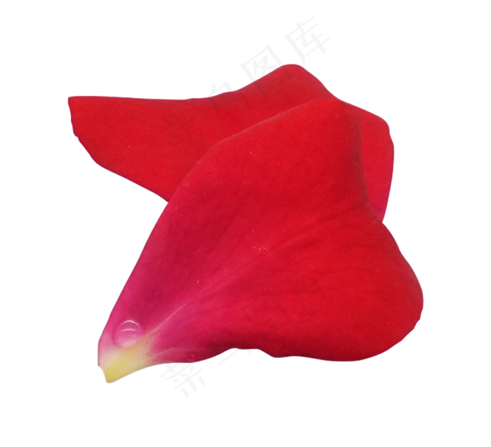 两瓣玫瑰花瓣(2000X2000(DPI:300))