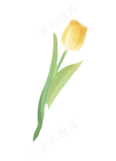 一朵黄色的郁金香
