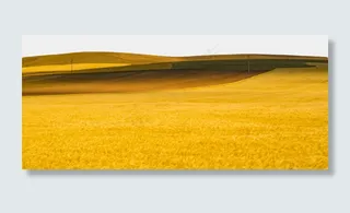 一望无际麦田,免抠元素