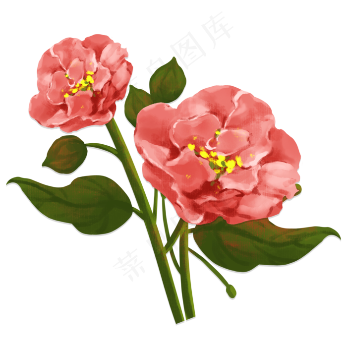 芙蓉花手绘植物红花