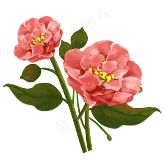 芙蓉花手绘植物红花