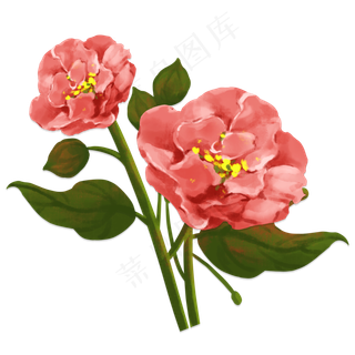 芙蓉花手绘植物红花