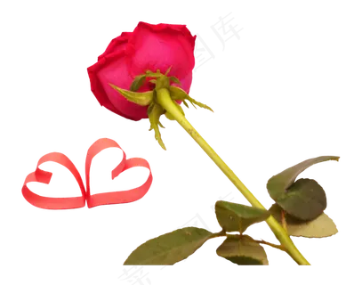 玫瑰花花枝 玫瑰花花枝