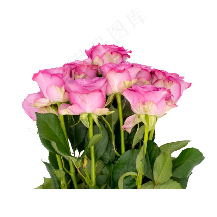 一把紫色玫瑰花(2000*2000px 300 dpi )