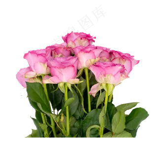 一把紫色玫瑰花