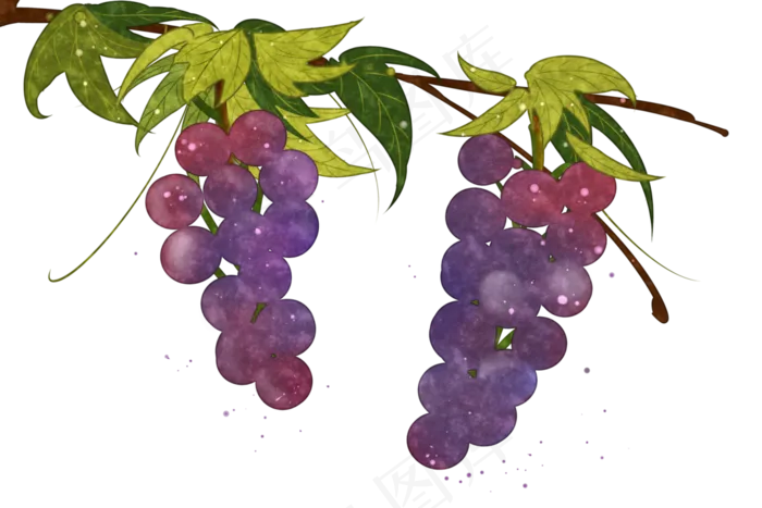 紫葡萄水果甜蜜晶莹PNG鲜果(3543X2362(DPI:300))psd模版下载