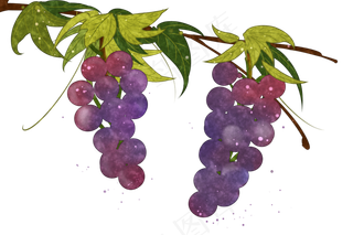 紫葡萄水果甜蜜晶莹PNG鲜果