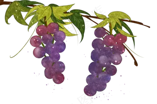 紫葡萄水果甜蜜晶莹PNG鲜果