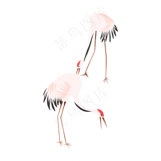 正在找吃的两只仙鹤