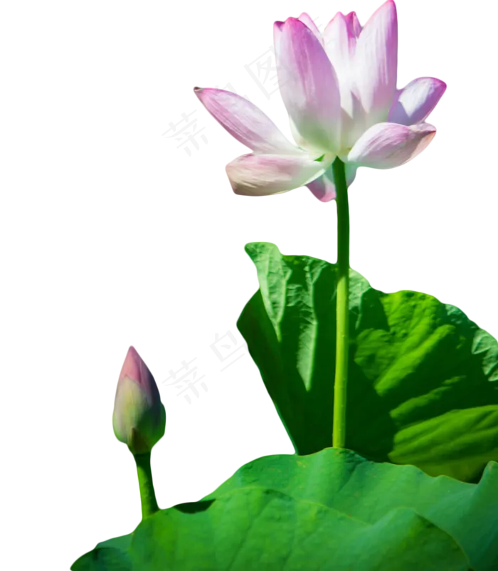 池塘景色荷叶荷花(1333X1528(DPI:300))psd模版下载